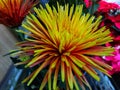 dandelion with red seeds, brown with yellow gradations