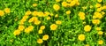 Dandelion. Road in spring time. Landscape in Poiana Brasov and Salomon stones. Forest