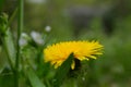 Dandelion officinalis is a herbaceous perennial plant with a height of 10-30 cm . It belongs to the family of compound flowers