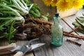 Dandelion roots and yellow flowers. Infusion bottle of Taraxacum officinale and pruning shear on table