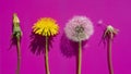 Dandelion`s different stages Royalty Free Stock Photo