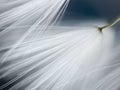 Dandelion's umbels