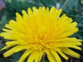 Dandelion Royalty Free Stock Photo