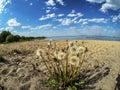 dandelion in the sand on the lake shore