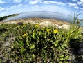 dandelion in the sand on the lake shore