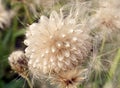 Dandelion seed Royalty Free Stock Photo