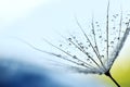 Dandelion seed with water drops Royalty Free Stock Photo