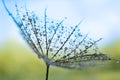 Dandelion seed with water drops Royalty Free Stock Photo