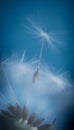 Dandelion seed on azure background blowing away Royalty Free Stock Photo