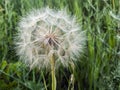 Dandelion seed ball in a green meadow. Fragile white flower nature background.