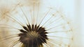 Dandelion seed ball with seeds close-up. Summer plant picture. Airy and fluffy background. Light illustration with dandelion Royalty Free Stock Photo