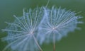 Dandelion seed in big close up Royalty Free Stock Photo