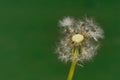 Dandelion Wind Propagation