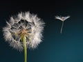 Dandelion with seed blowing away in the wind Royalty Free Stock Photo