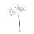 Dandelion seed, blowing in the wind isolated on white background.