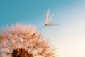 Dandelion seed came off the flower. Royalty Free Stock Photo