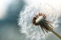 Dandelion seed close-up with abstract touch