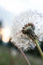 Dandelion seed close-up with abstract touch