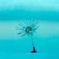 Dandelion seed covered in water drops Royalty Free Stock Photo