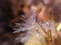 Dandelion seed with dew drops in the sun. Macro nature abstract background. Beautiful dew drops on dandelion seed macro, soft back Royalty Free Stock Photo