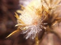 Dandelion seed with dew drops in the sun. Macro nature abstract background. Beautiful dew drops on dandelion seed macro, soft back Royalty Free Stock Photo