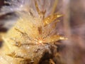 Dandelion seed with dew drops in the sun. Macro nature abstract background. Beautiful dew drops on dandelion seed macro, soft back Royalty Free Stock Photo