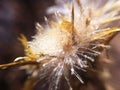 Dandelion seed with dew drops in the sun. Macro nature abstract background. Beautiful dew drops on dandelion seed macro, soft back Royalty Free Stock Photo