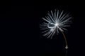 Dandelion seed with a Dewdrop on a black isolated background, macro Royalty Free Stock Photo