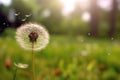 dandelion seed dispersal with blurred background