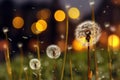 dandelion seed dispersal with blurred background