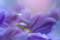 A dandelion seed with a drop of dew on a purple flower. Art work. selective focus