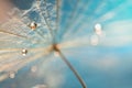 A dandelion seed with a drop of water on a gentle blue background. Selective soft focus. Royalty Free Stock Photo