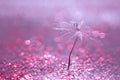 A dandelion seed with a drop of water is in sparkling sparkles. Blurred pink background. Selective focus Royalty Free Stock Photo