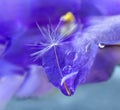 Dandelion seed in drops of dew on beautiful lilac flower blurred background Royalty Free Stock Photo