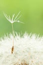 Dandelion with seed and drops on grass background Royalty Free Stock Photo