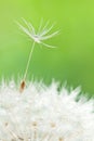 Dandelion with seed and drops on grass background Royalty Free Stock Photo