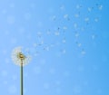 Dandelion seed escape Royalty Free Stock Photo