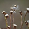 The dandelion seed in the garden