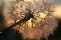 Dandelion seed with golden water drops. close up Royalty Free Stock Photo