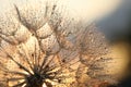 Dandelion seed with golden water drops. close up Royalty Free Stock Photo