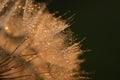 Dandelion seed with golden water drops. close up Royalty Free Stock Photo