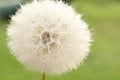 Dandelion seed with golden water drops. close up Royalty Free Stock Photo