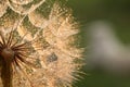 Dandelion seed with golden water drops. close up Royalty Free Stock Photo