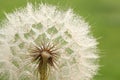 Dandelion seed with golden water drops. close up Royalty Free Stock Photo