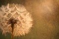 Dandelion seed with golden water drops. close up Royalty Free Stock Photo