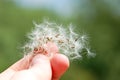 Dandelion seed in hand Royalty Free Stock Photo