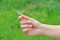 Dandelion seed in hand Royalty Free Stock Photo