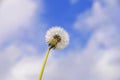 Dandelion seed head against the blue sky with white clouds. Beautiful dandelion Royalty Free Stock Photo