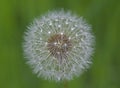 Dandelion seed head Royalty Free Stock Photo