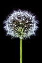 Bloom Dandelion spreading its seed in blowing wind isolated on black backgroundWhite bloom head Dandelion flower isolated on black Royalty Free Stock Photo